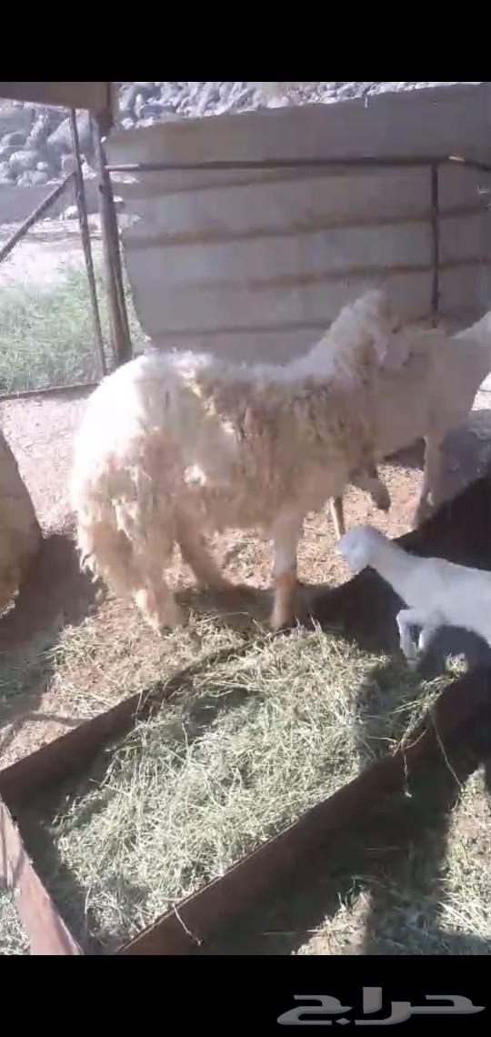 خروف صنف جذع جرم مشروط فحل حار63247974016771111