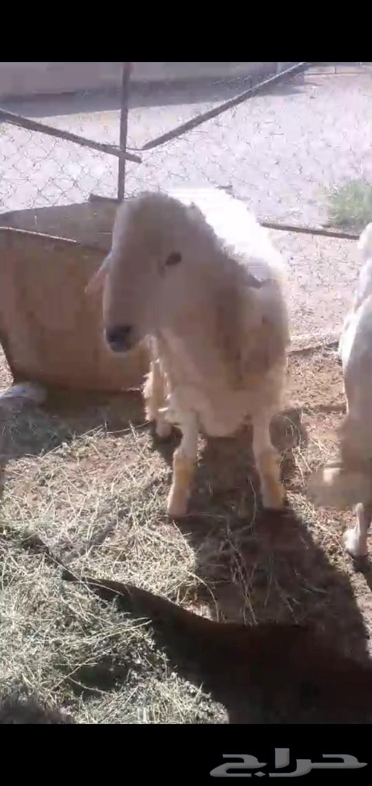 خروف صنف جذع جرم مشروط فحل حار63247974016771112