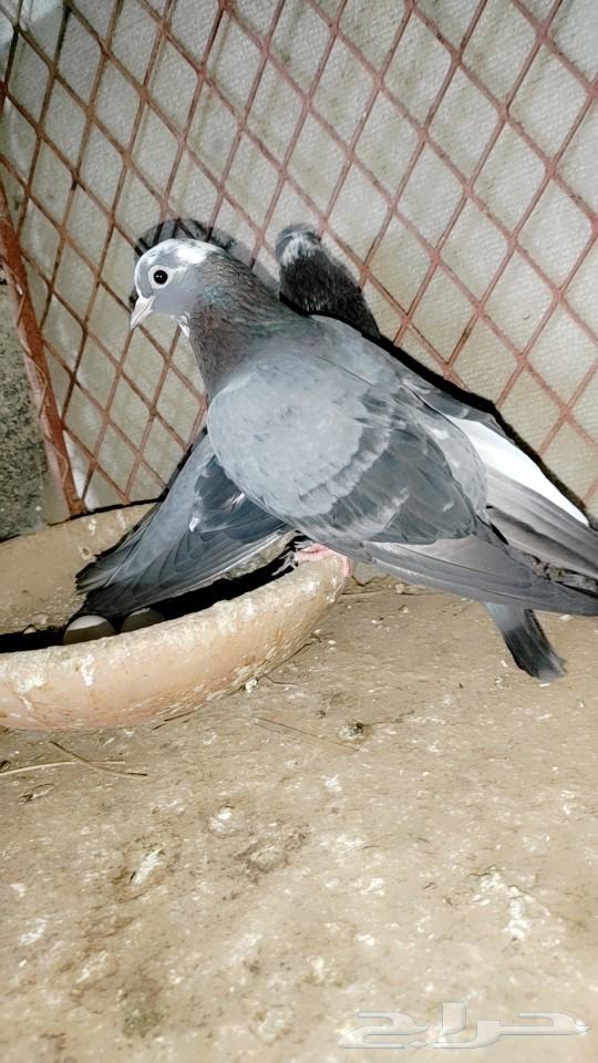 ( تم البيع ) زوج حمام صنعاني63249467868163114