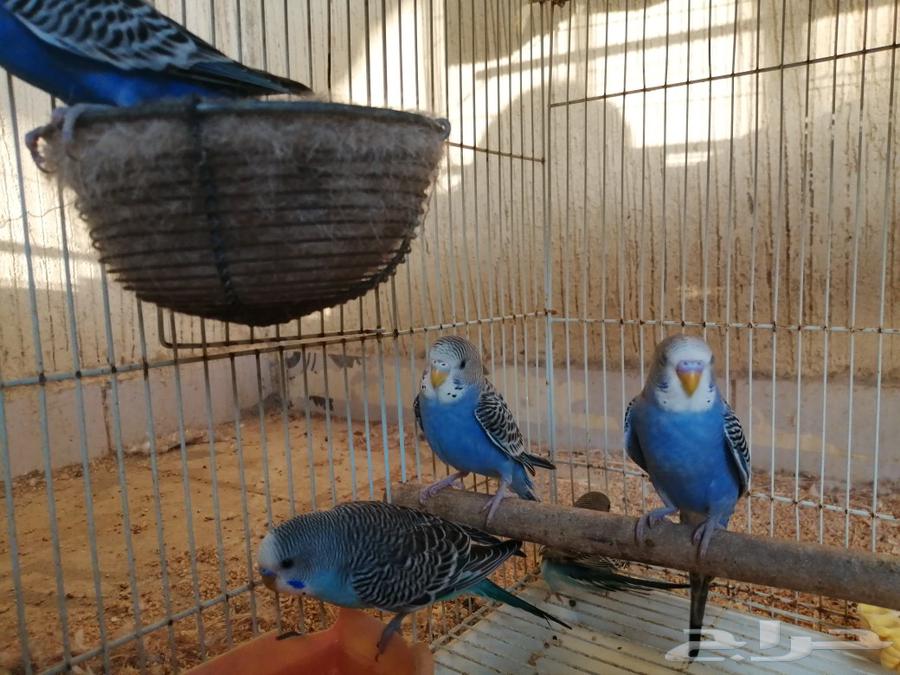 بادجي - زوج منتج أزواج جواهز فروخ أليفة63246968811266111