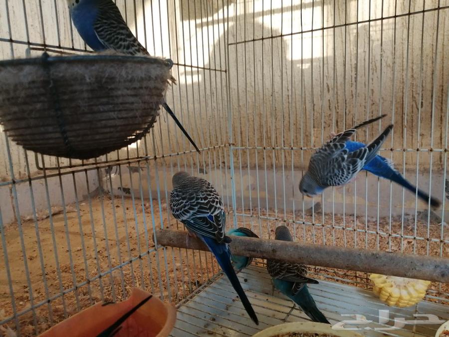 بادجي - زوج منتج أزواج جواهز فروخ أليفة63246968811266119