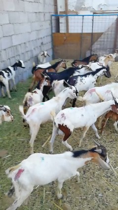 Imported male goats similar to the 600 male goats63008230484097113