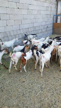 Imported male goats similar to the 600 male goats63008230484097114