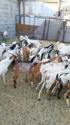 Imported male goats similar to the 600 male goats63008230484097112
