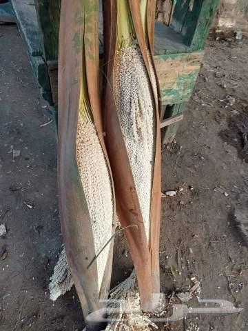 لقاح للبيع630082302767381123