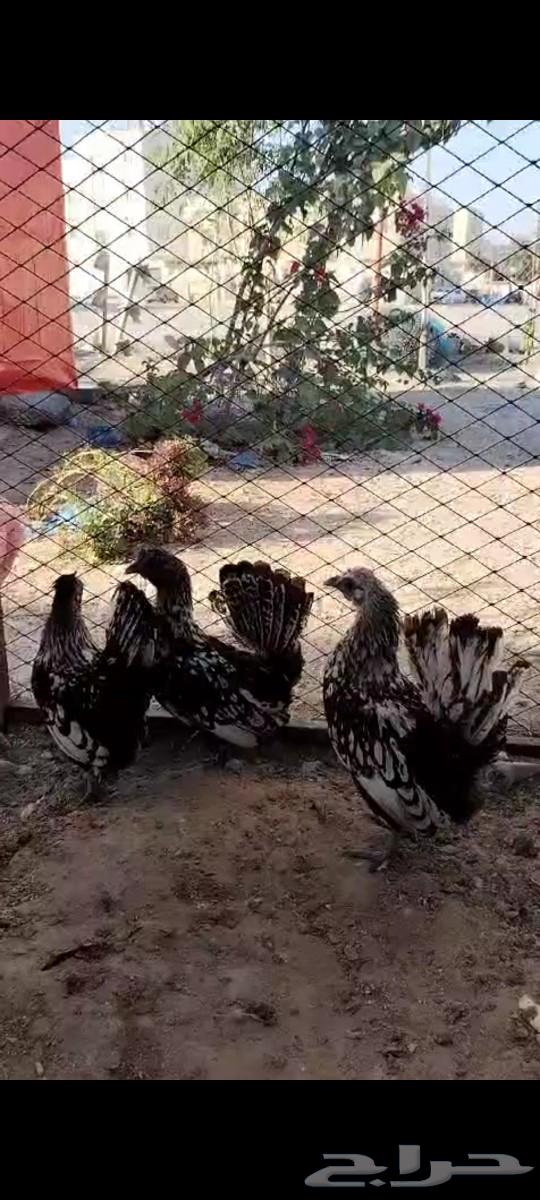 Habahab, the sale has been completed63245962603266111