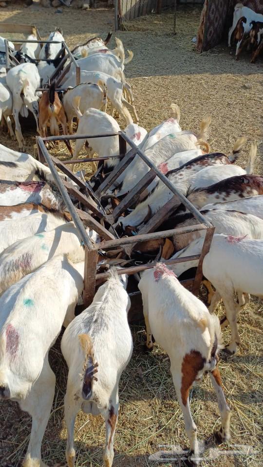 Imported male goats similar to the 600 male goats63008230484097111