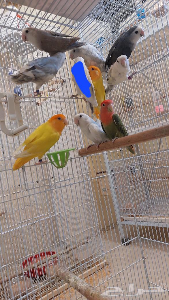 Birds of the day group632495044707871125