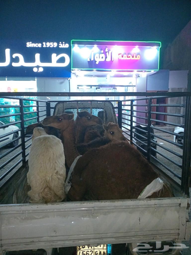 تم افتتاح ملحمة الاضواء مرحبا بالجميع وابشروا بشي الطيب63617995986818114