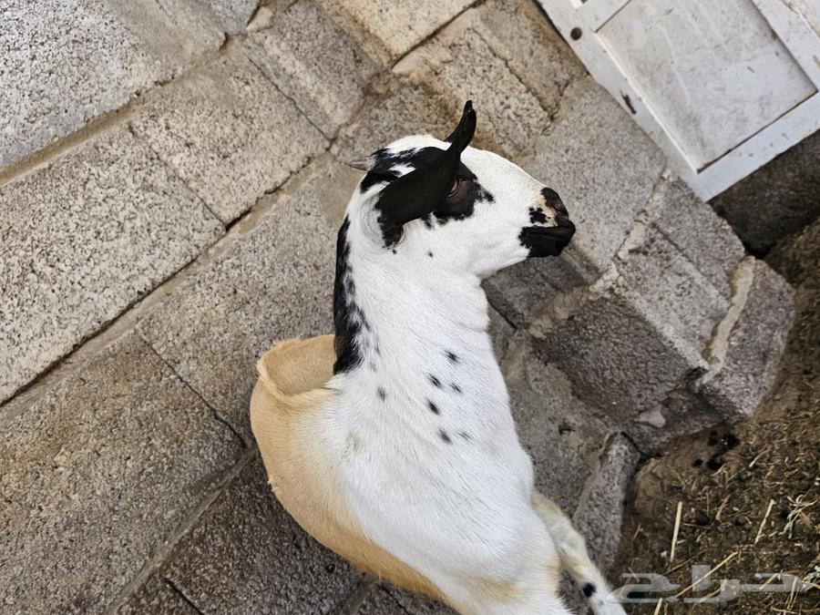 جفره بيشيه فاخره63618088984833113