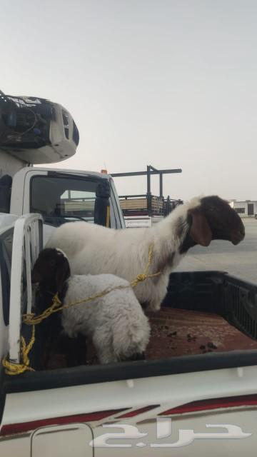 شاه رغوث صنف معها طلي مشروع فحل63241894956673112