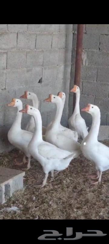وز بلغاري ابيض الجوز ب70063240849738370114