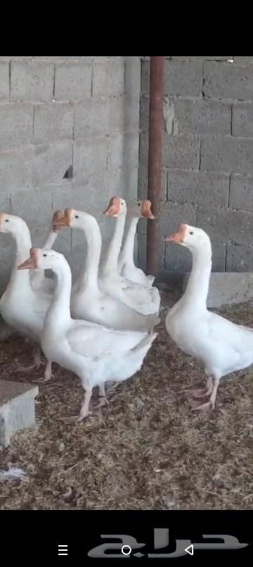 وز بلغاري ابيض الجوز ب700632408497383701129