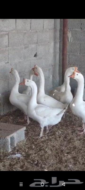 وز بلغاري ابيض الجوز ب70063240849738370113