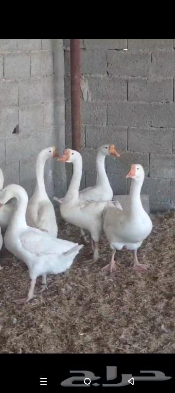 وز بلغاري ابيض الجوز ب70063240849738370112