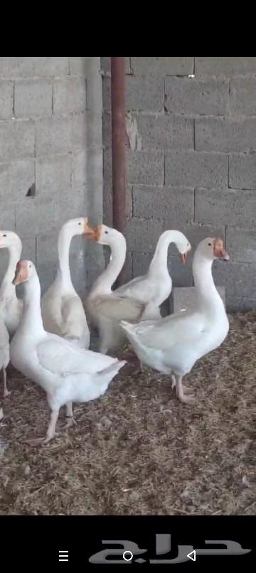 وز بلغاري ابيض الجوز ب70063240849738370111