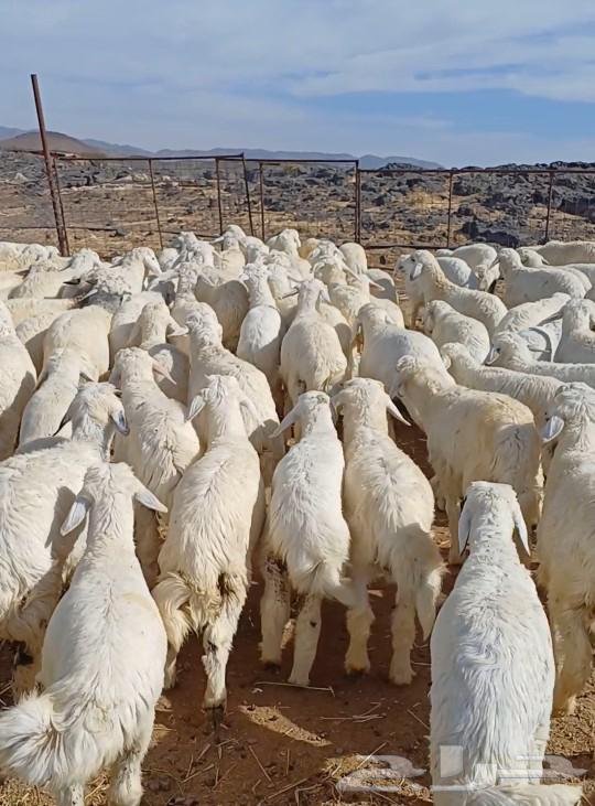 East of Al-Madinah Al-Munawwarah63008343786497112