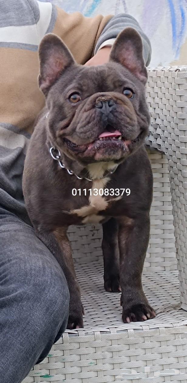 French Bulldog63240853419009111