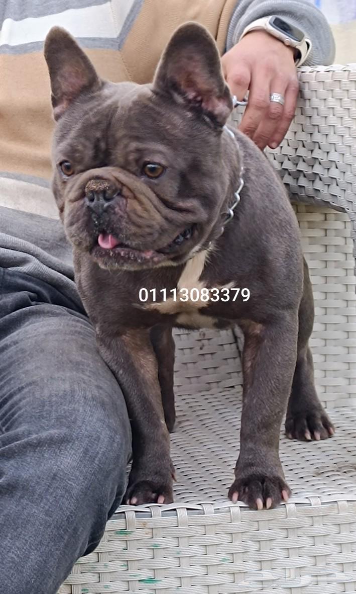 French Bulldog63240853419009112
