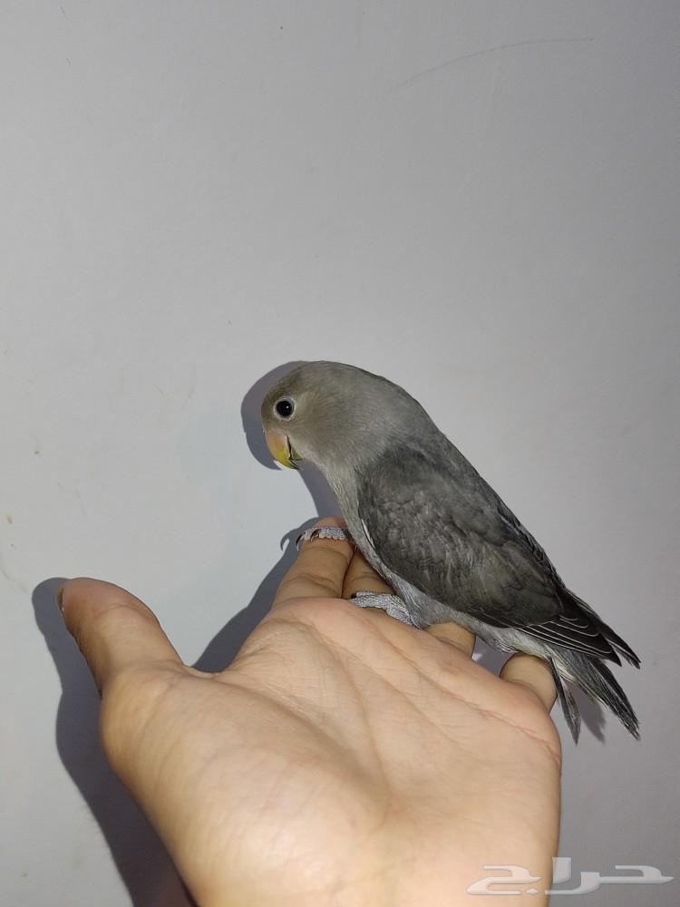 Rosy-faced Lovebird (Sold)63618089003395111