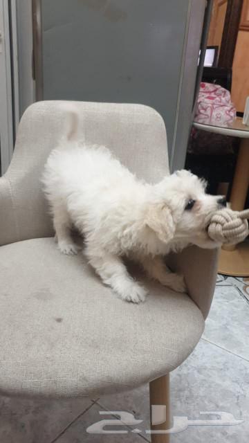 4-month-old Maltese puppy, well-fed, ready, and serious, available for contact63241376272129111