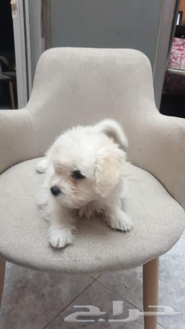 4-month-old Maltese puppy, well-fed, ready, and serious, available for contact63241376272129112