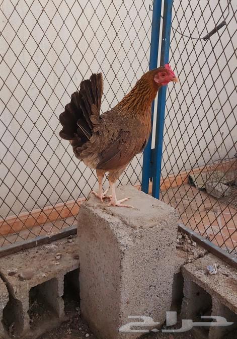 Arabic chicken _ Sold63240871984515111