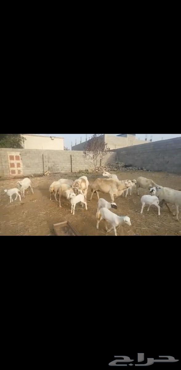 فحل مشروط تم البيع63245956285955112