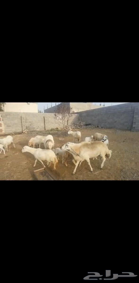 فحل مشروط تم البيع63245956285955113