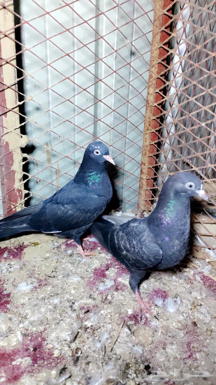 ( تم للبيع ) فرخين رام كل فرخ من زوج63238819072259112