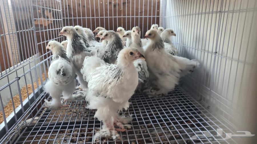 Pure Brahma Columbian Chickens63618188489347112