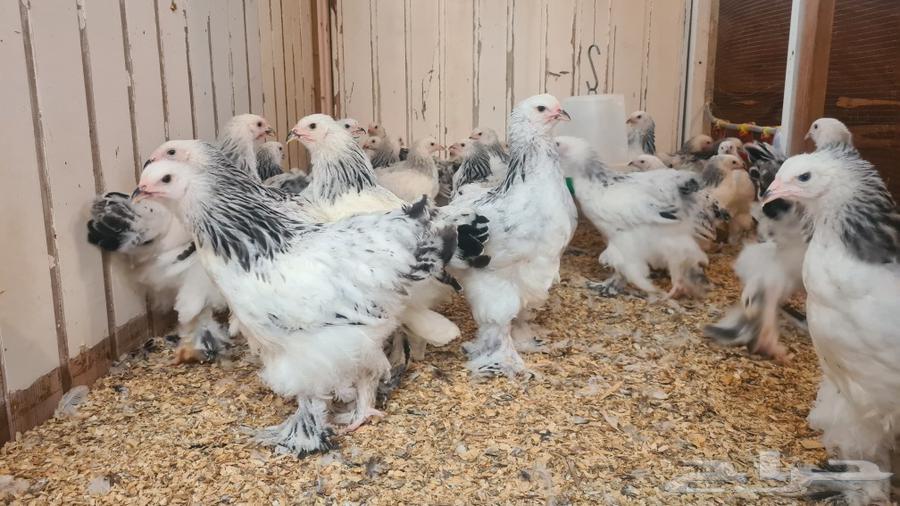 Pure Brahma Columbian Chickens63618188489347111