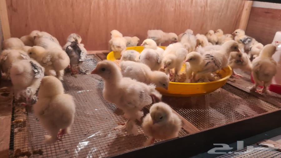 Pure Brahma Columbian Chickens63618188489347114