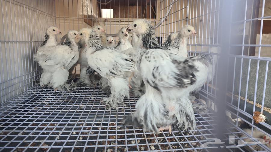 Pure Brahma Columbian Chickens63618188489347113