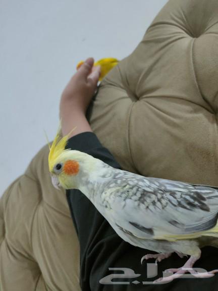 للبيع طير كروان لاتينو فراشه هدد داخلي وخارجي و اقبل بدل632363466376981129