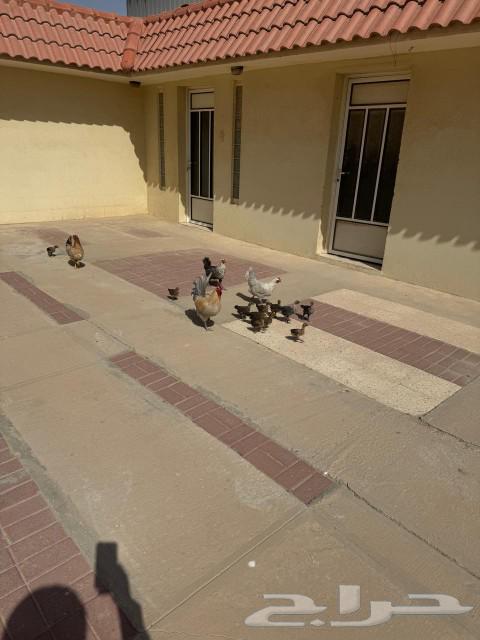 Chicken for sale63237325086977112