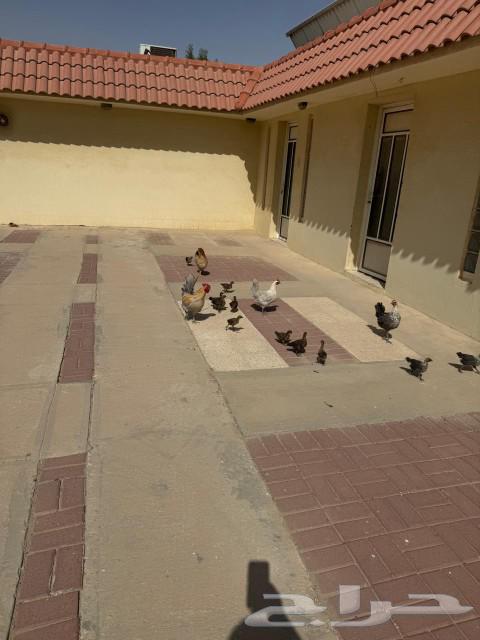 Chicken for sale63237325086977113