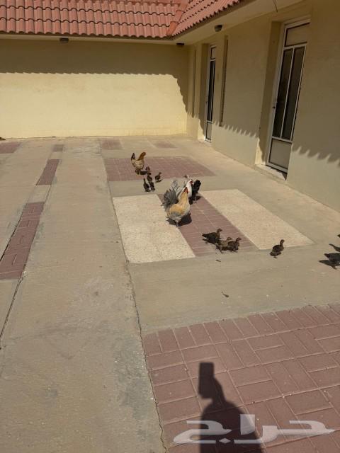 Chicken for sale63237325086977111