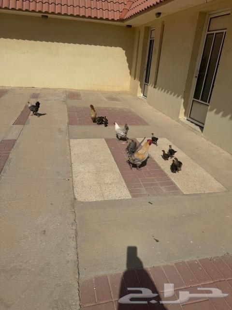 Chicken for sale632373250869771110