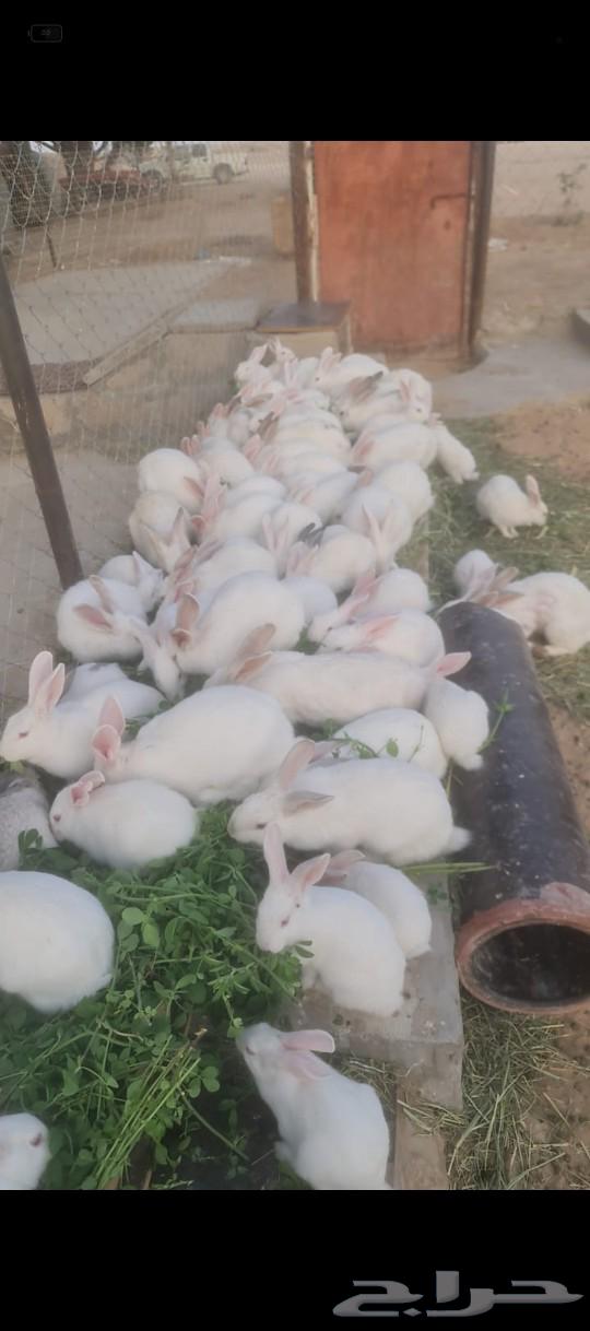 French rabbits for sale, clean and well taken care of. French rabbits for sale632358238878741127