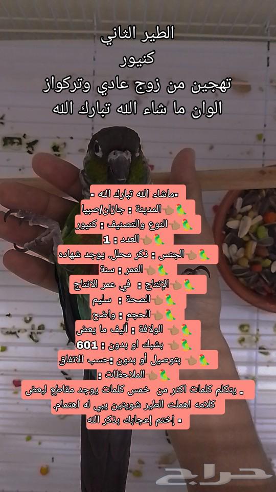 ذكر كنيور اليف(تم البيع)63238328835459112