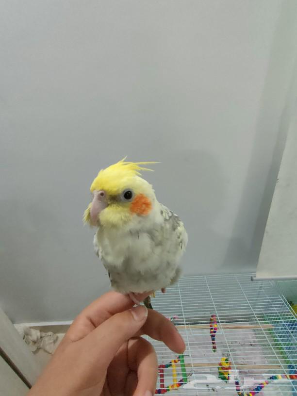 للبيع طير كروان لاتينو فراشه هدد داخلي وخارجي و اقبل بدل63236346637698112