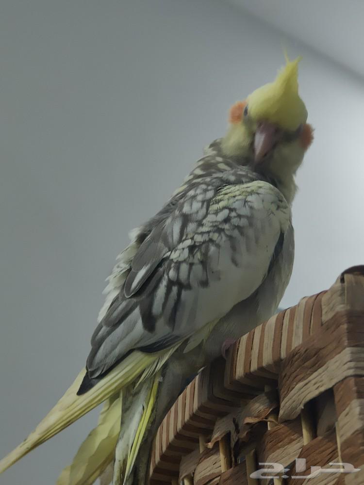 للبيع طير كروان لاتينو فراشه هدد داخلي وخارجي و اقبل بدل63236346637698114