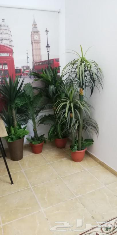 أشجار صناعية فاخرة63532964652930111