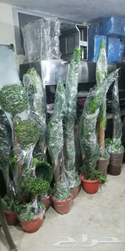 أشجار صناعية فاخرة63532964652930114
