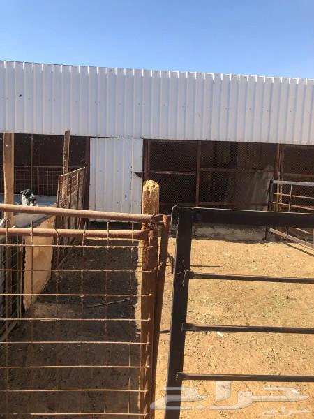 Council with kitchen and sheep pen (inside rest area)62884363075458111