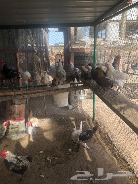 My roosters63233843913601113