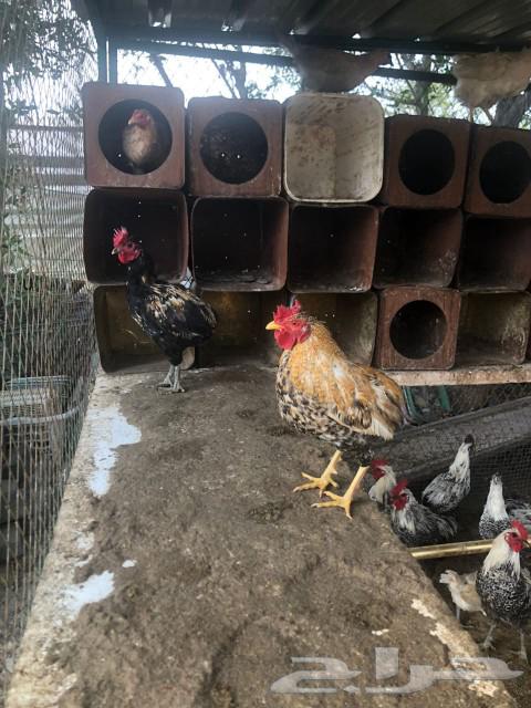My roosters63233843913601112
