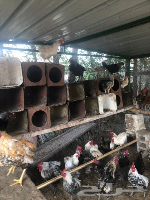 My roosters63233843913601114