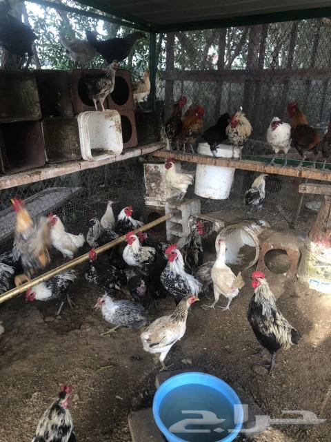 My roosters63233843913601111